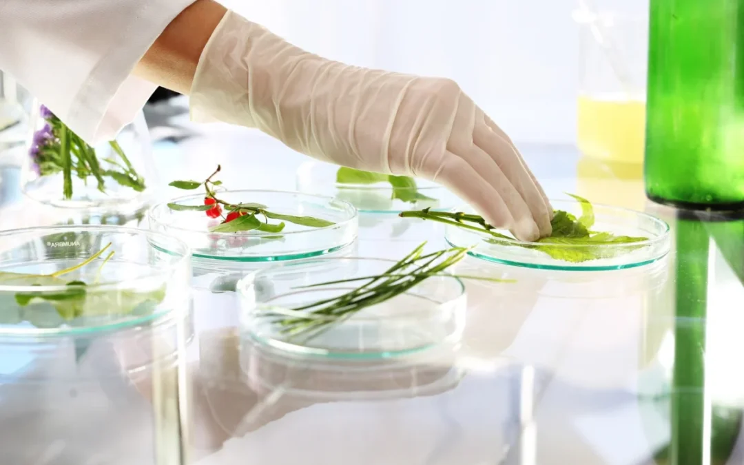 Comment obtenir la certification GMP : guide pour les laboratoires